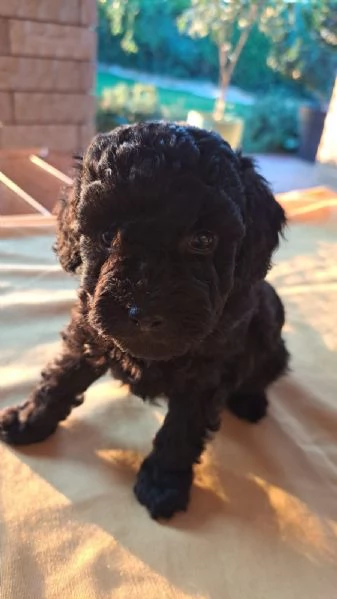 Cuccioli di Barboncini toy  | Foto 0