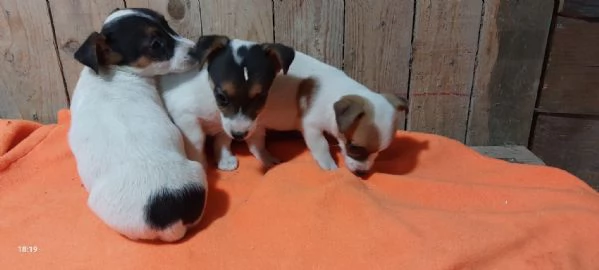 cuccioli di jack rassell | Foto 1