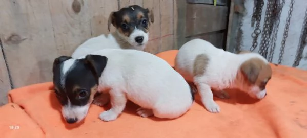 cuccioli di jack rassell | Foto 0