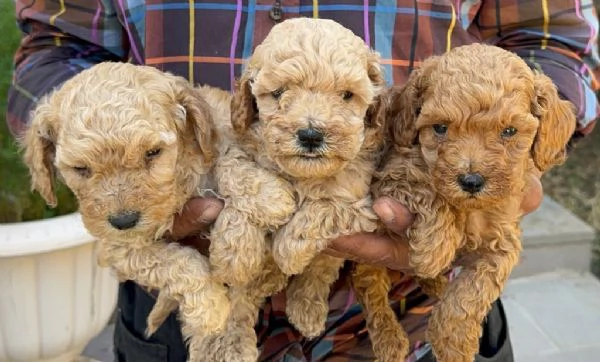 Regaliamo i nostri cuccioli di Barboncino maschio e femmina | Foto 1
