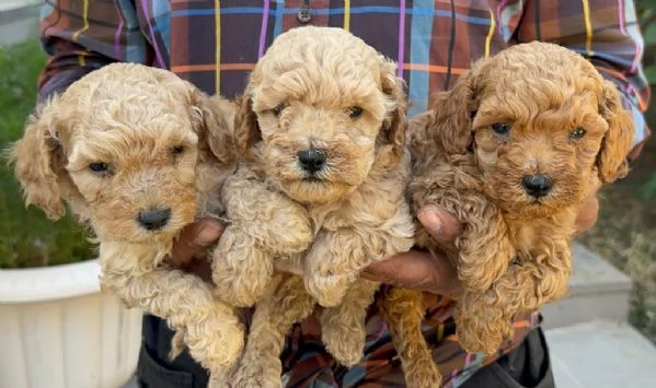 Regaliamo i nostri cuccioli di Barboncino maschio e femmina | Foto 0