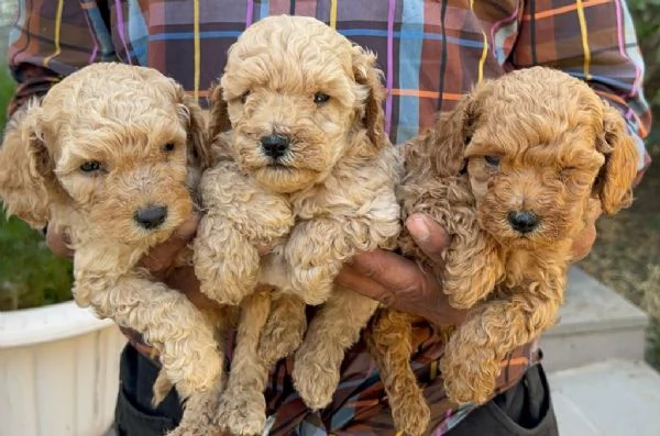 Regaliamo i nostri cuccioli di Barboncino maschio e femmina