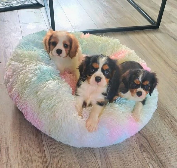 Regaliamo i nostri cuccioli di Cavalier King maschio e femmina | Foto 2