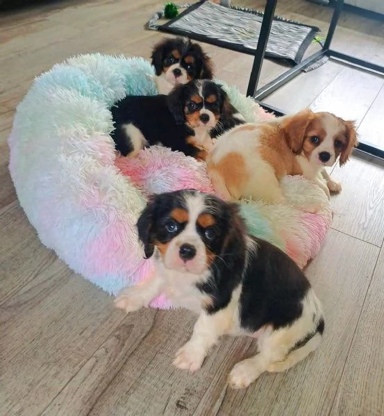 Regaliamo i nostri cuccioli di Cavalier King maschio e femmina | Foto 1