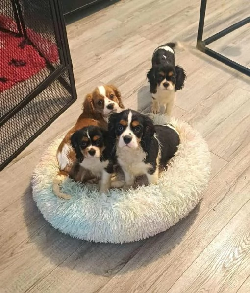 Regaliamo i nostri cuccioli di Cavalier King maschio e femmina | Foto 0