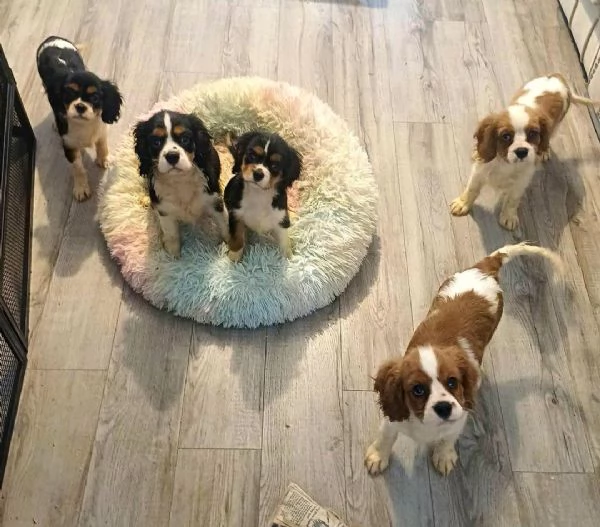Regaliamo i nostri cuccioli di Cavalier King maschio e femmina