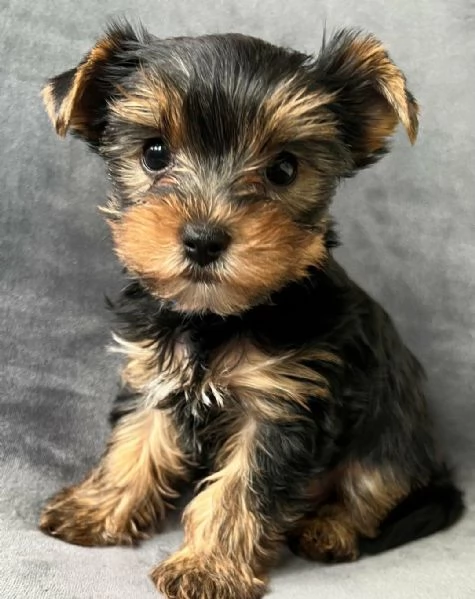 Regaliamo i nostri cuccioli di Yorkshire maschio e femmina | Foto 2
