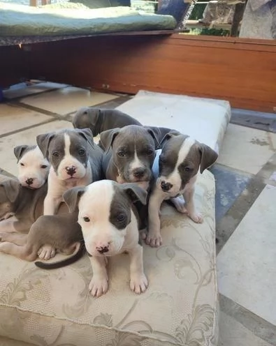 Regaliamo i nostri cuccioli di Pitbull maschio e femmina