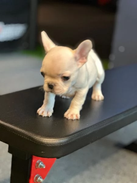  di un Bulldog maschio e femmina