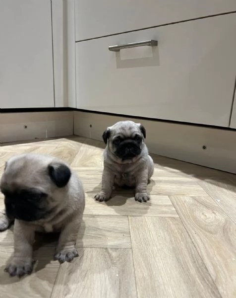  di un Carlino maschio e femmina | Foto 0
