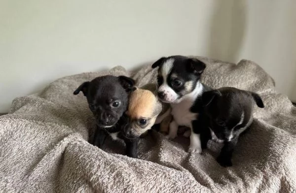 Regalo di un Chihuahua maschio e femmina | Foto 0