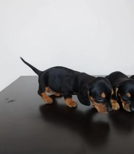 regalare cuccioli di Bassotto maschio e femmina | Foto 1