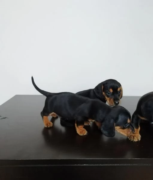 regalare cuccioli di Bassotto maschio e femmina