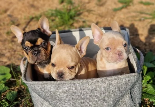 regalare cuccioli di Bulldog Francese maschio e femmina