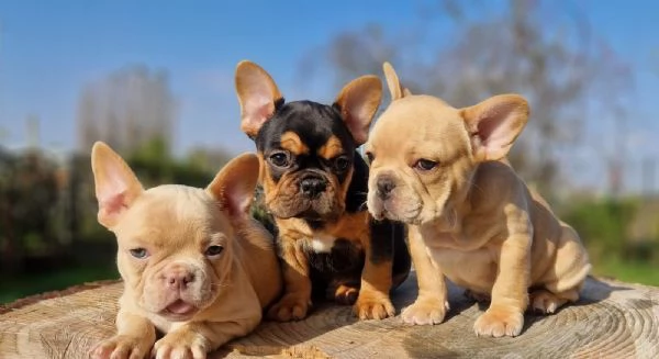 regalare cuccioli di Bulldog Francese maschio e femmina | Foto 2