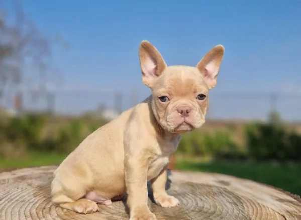 regalare cuccioli di Bulldog Francese maschio e femmina | Foto 1