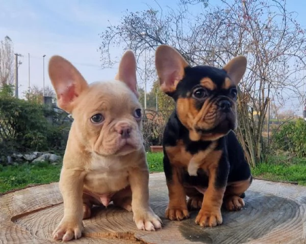 regalare cuccioli di Bulldog Francese maschio e femmina | Foto 0