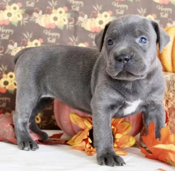 Cane corso | Foto 2