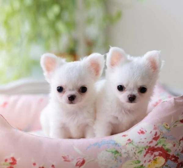 Chihuahuamini