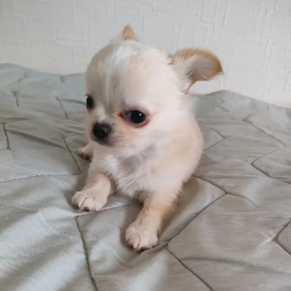 Chihuahuamini | Foto 1