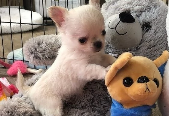Chihuahuamini | Foto 0