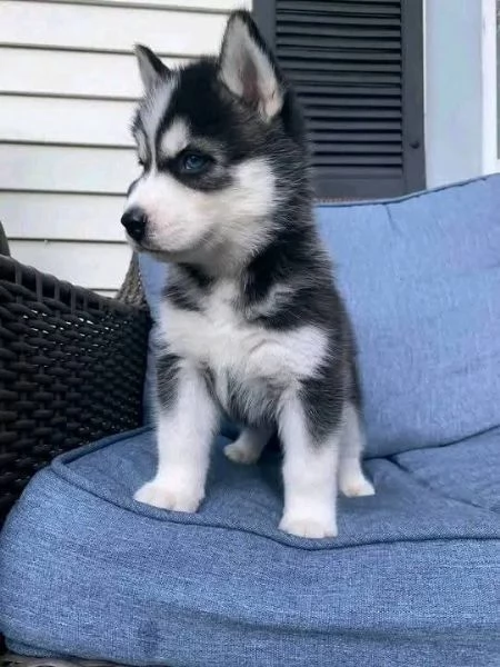 Siberian Husky cuccioli maschio e femmina | Foto 1