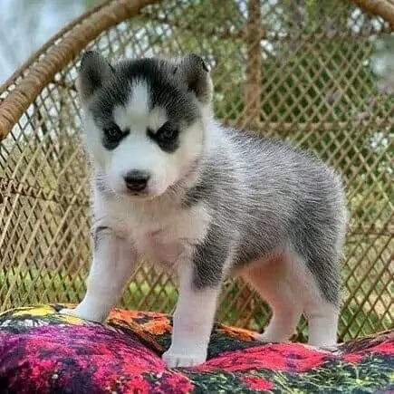 Siberian Husky cuccioli maschio e femmina | Foto 0
