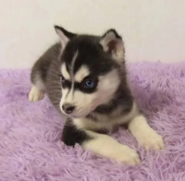 Siberian Husky cuccioli maschio e femmina
