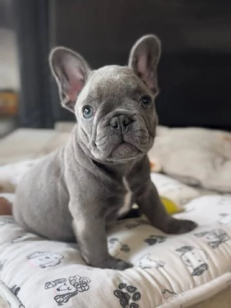 cuccioli di bulldog francese | Foto 2