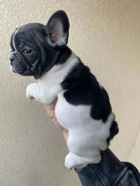 cuccioli di bulldog francese