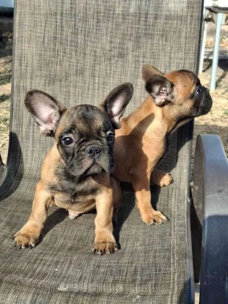 cuccioli di bulldog francese | Foto 1