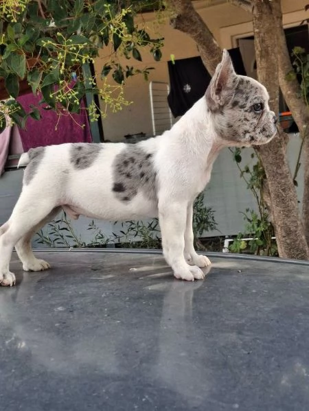 cuccioli di bulldog francese | Foto 0