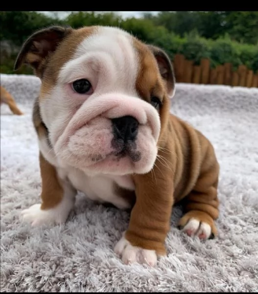 cuccioli di bulldog inglese | Foto 1