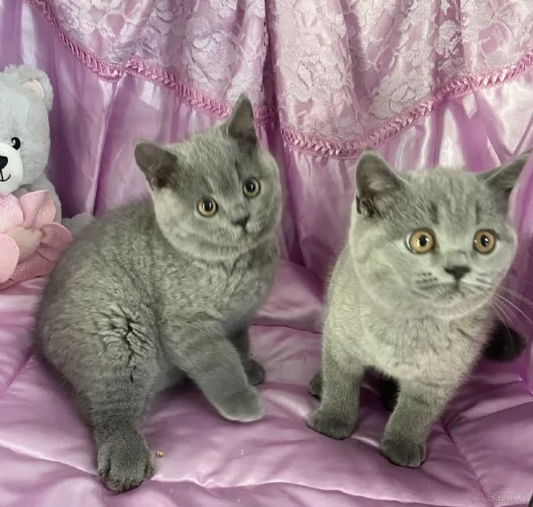 gattini British Shorthair | Foto 1
