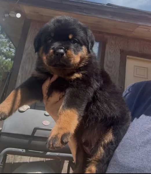 cuccioli di Rottweiler maschio e femmina