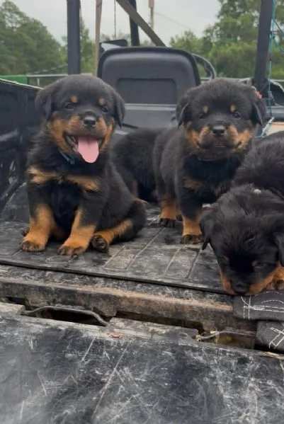cuccioli di Rottweiler maschio e femmina | Foto 1