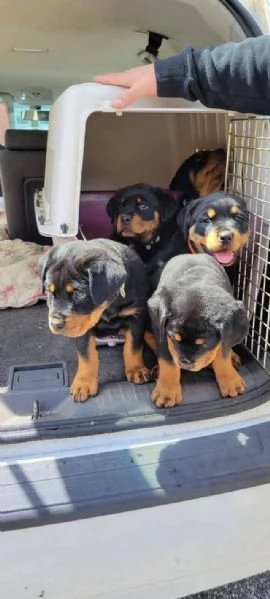 cuccioli di Rottweiler maschio e femmina | Foto 0