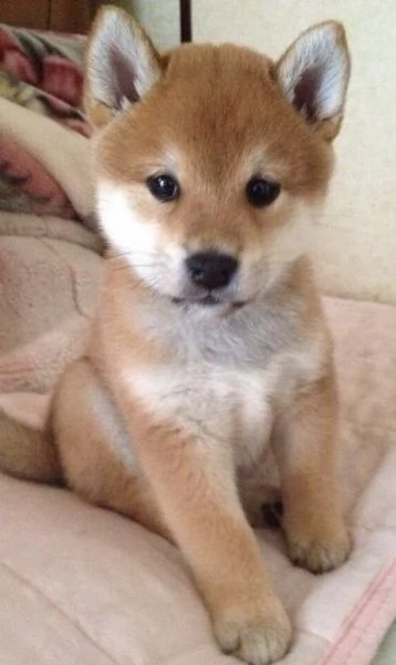 cuccioli di shihba inu | Foto 2