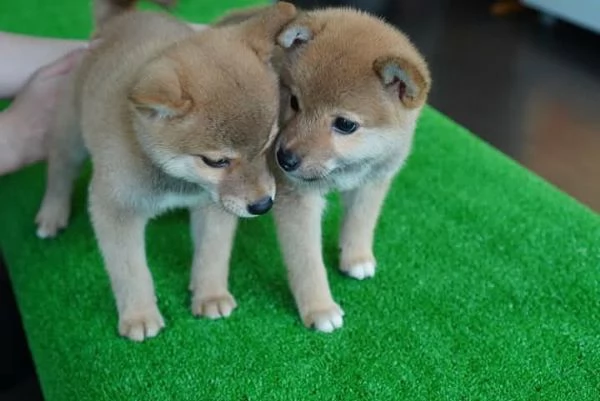 cuccioli di shihba inu | Foto 1