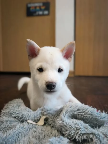 cuccioli di shihba inu | Foto 0