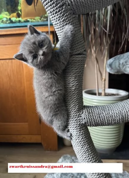 Gattine british shorthair 