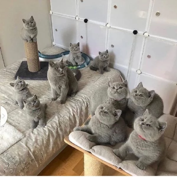 4 cuccioli di British Shorthair