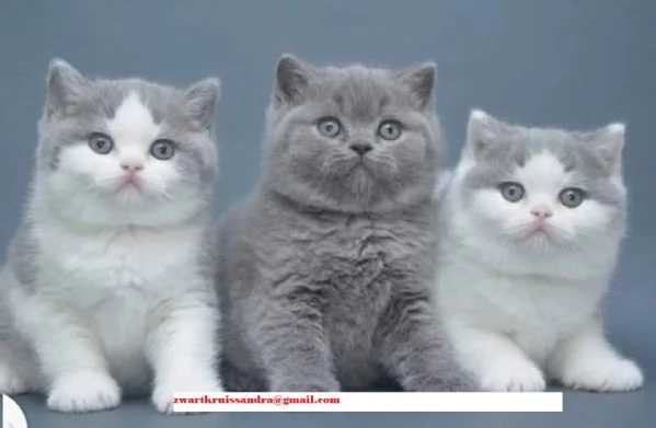adorabili cuccioli British Shorthair