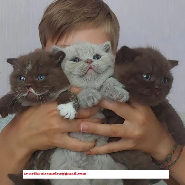 British Shorthair  con pedigree