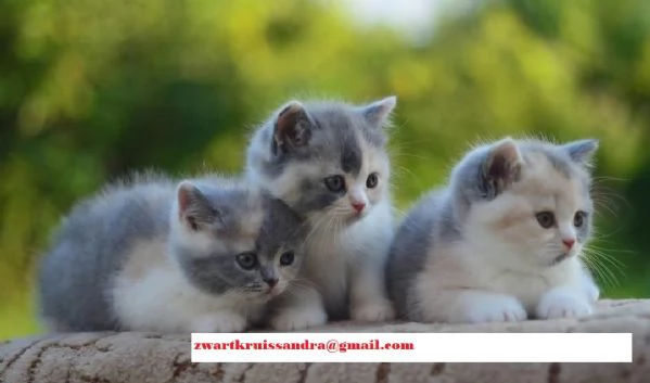 cuccioli di British Shorthair 