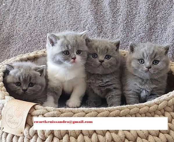 British Shorthair meravigliosi
