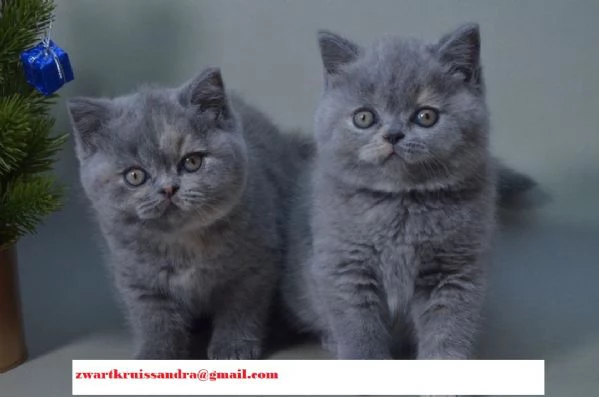 British Shorthair