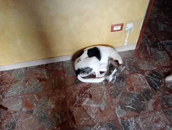 Adozione del cuore | Foto 1
