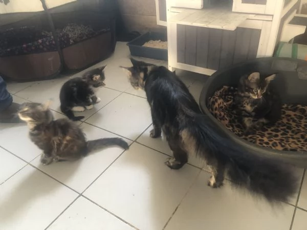 Cucciolo Maine Coon 