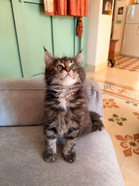 Cucciolo Maine Coon  | Foto 2